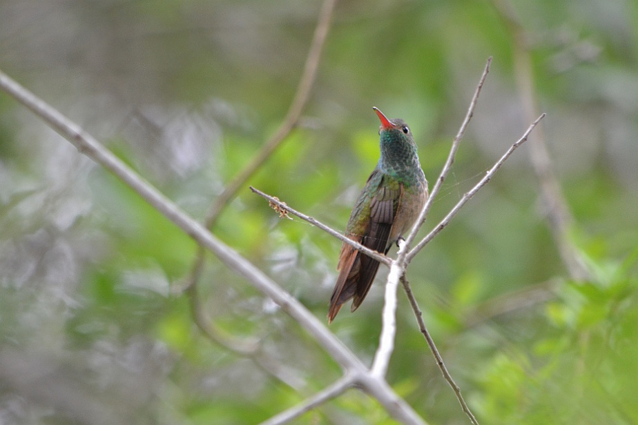 Beigebukad kolibri
